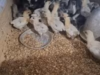 Australorp — foto 6