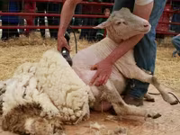 Moutons (lot, sexe non indiqué), Moutons — photo 2