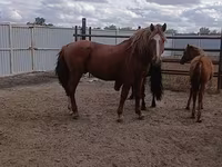公马, Kushum Horse — 照片 2