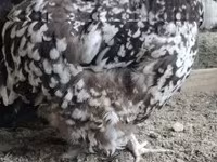 Orpington — foto 8
