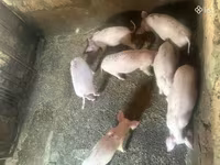 मादा सूअर, Датский ландрас — फ़ोटो 5
