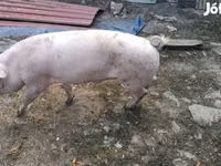 Boar, Ландрас — photo 2
