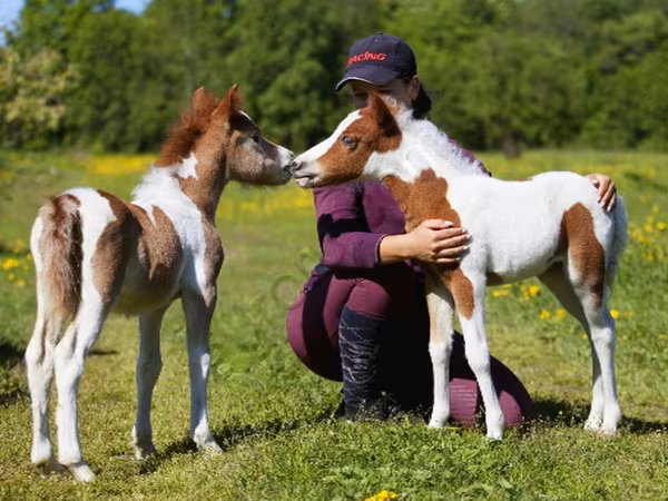 Cheval, American shetland pony