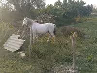 घोड़ा, Azerbaijan horse — फ़ोटो 5