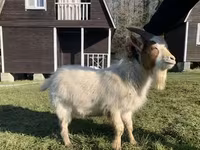 बकरी, Toggenburg goat — फ़ोटो 5