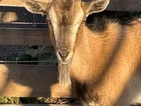 Goat, West African dwarf goats — photo 1