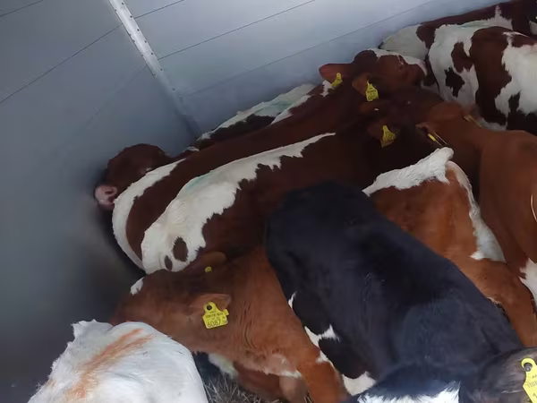सांड, Simmental cattle