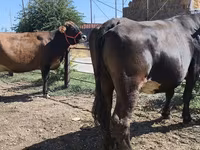 Kuh, Russian Black pied cattle — Foto 1