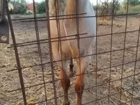 घोड़ा, Welsh Cob — फ़ोटो 4