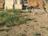 فرس, Dutch warmblood horse — الصورة 6