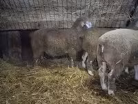 मेढ़ा, Ile-de-France sheep — फ़ोटो 1