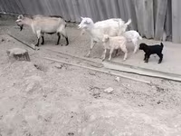母山羊, Goats — 照片 1