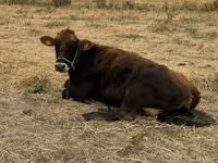 母牛, Swiss cattle — 照片 1