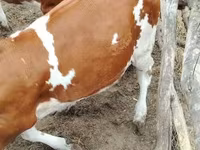 सांड, गोलस्टीन नस्ल — फ़ोटो 2