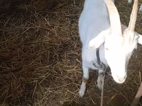 母山羊, Saanen goat — 照片 5