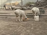 Bélier, Suffolk sheep — photo 3