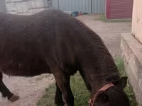 Jument, Shetland Pony — photo 1