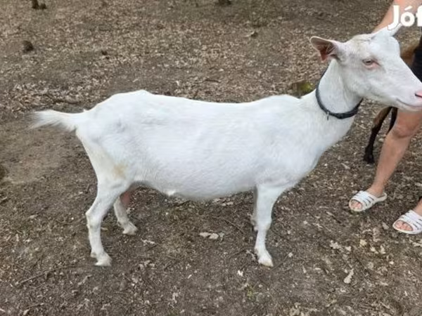 Chèvre, Saanen goat