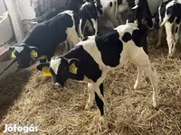 Býk, Russian Black pied cattle — foto 3