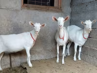 Koza, Saanen goat — foto 3