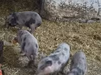 Pigs (batch, sex not specified), Вьетнамская вислобрюхая — photo 8