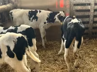 Býk, Russian Black pied cattle — foto 4