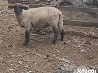 मेढ़ा, White Suffolk sheep — फ़ोटो 2