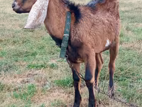 Billy Goat, Goats — photo 1