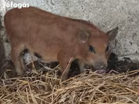 Boar, Вьетнамская вислобрюхая — photo 3