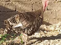 Słoweńska Silver Hen — zdjęcie 5