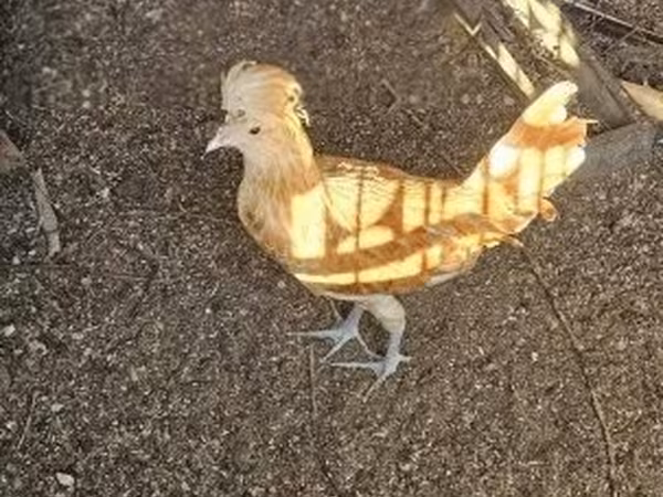 パドヴァーナ