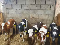 Touro, Simmental cattle — foto 2