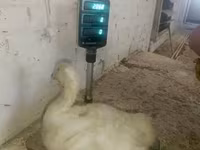 Geese — foto 8