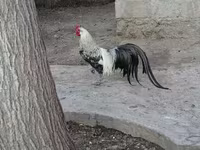 Chickens — foto 4