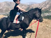 حصان, Shetland Pony — الصورة 1