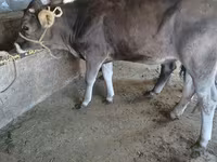 Taureau, Swiss cattle — photo 1