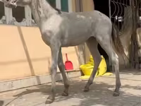 Pferde (Partie, Geschlecht nicht angegeben), Kyrgyz Horse — Foto 1