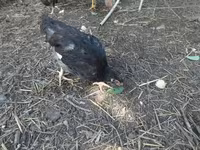 Chickens — photo 1