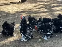 بيكين بانتام — الصورة 2