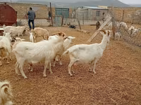 Chèvre, Saanen goat — photo 3