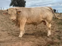 Taureau, Charolais cattle — photo 1