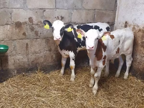Buğa, Simmental cattle