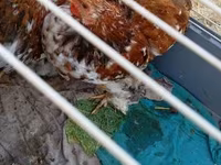 Pekin Bantam — zdjęcie 2