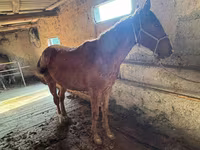 Kůň, Horse breed — foto 2