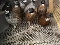 Guinea fowl — फ़ोटो 2