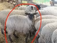 公羊, Sheep — 照片 2