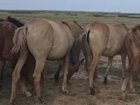 Jument, Mugalzhar horse — photo 4