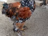Brahma — photo 4