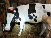 सांड, गोलस्टीन नस्ल — फ़ोटो 2