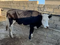 母牛, Red-spotted breed — 照片 5